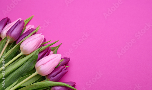 Fototapeta Naklejka Na Ścianę i Meble -  Spring tulips on a pink background