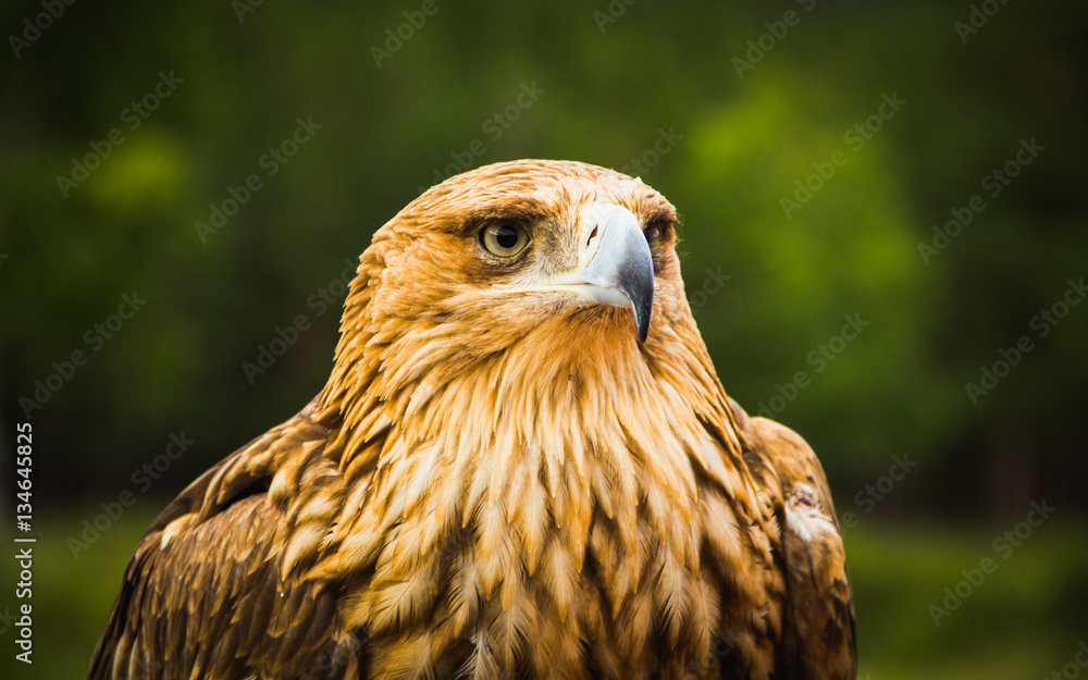 Fototapeta premium Eagle on a green background