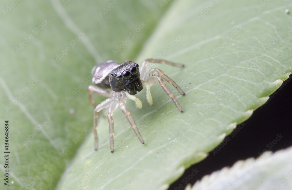 spider, insect spider, insect