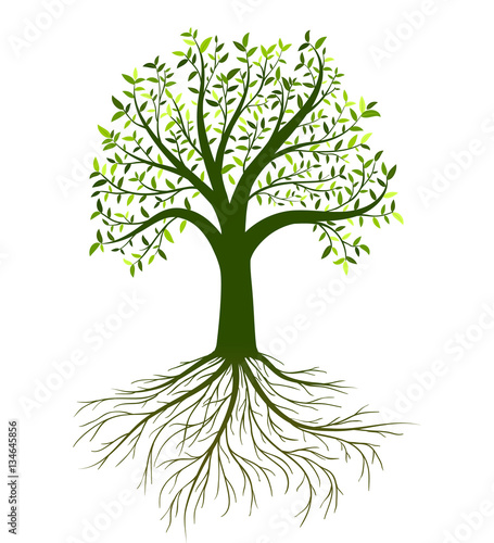 Vector tree with leaves and roots on white background