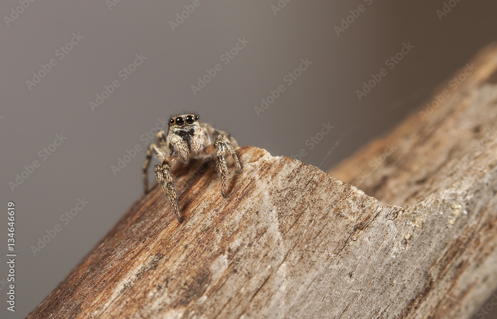spider, insect spider, insect