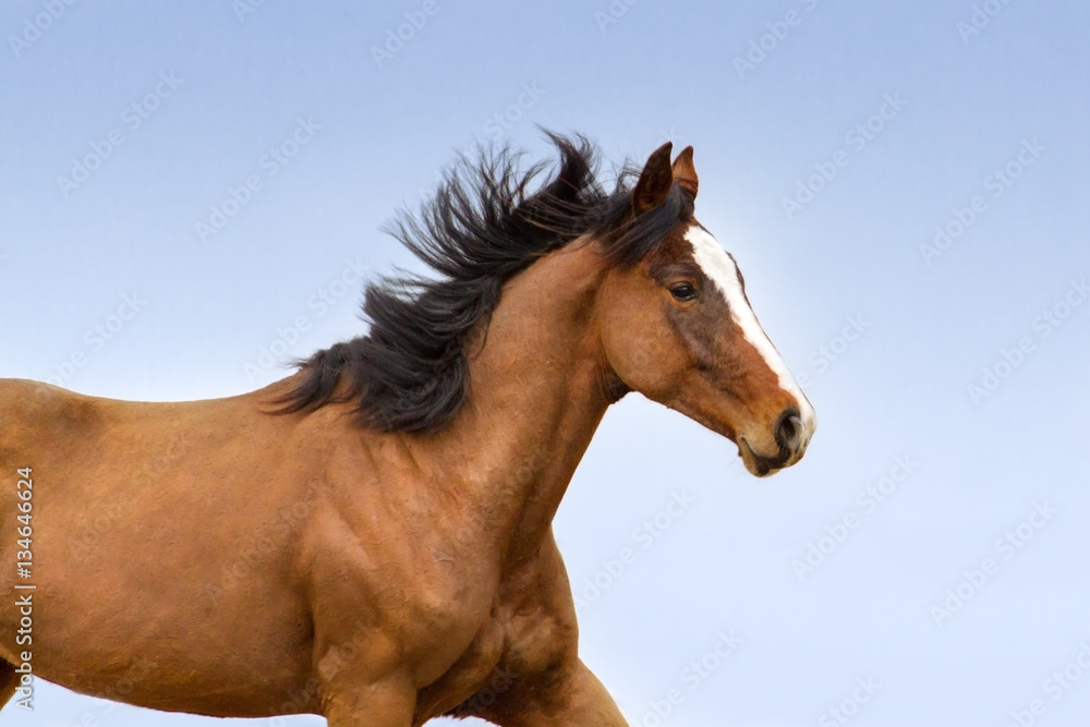 Fototapeta premium Bay horse with long mane portrait. Horse close up against blue sky