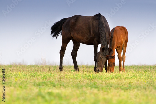 Mare and colt grazing on meadow