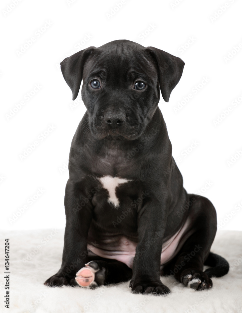 all black bull terrier puppies