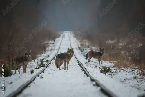 Fototapeta samoprzylepna Wilki z Puszczy Białowieskiej 