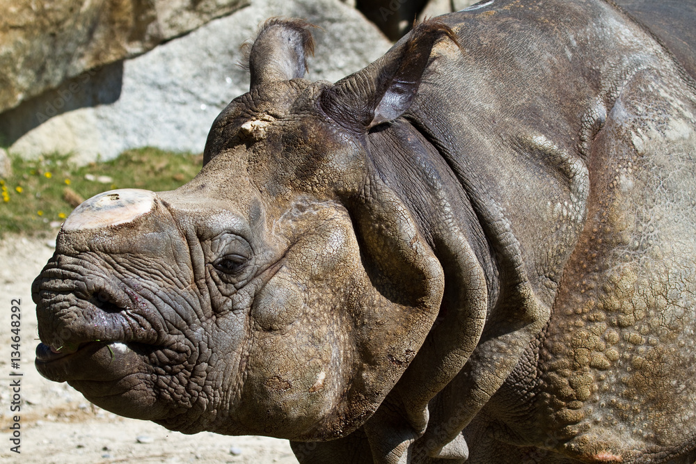 Fototapeta premium Indisches Panzernashorn - Rhinoceros unicornis - Rhinozeros