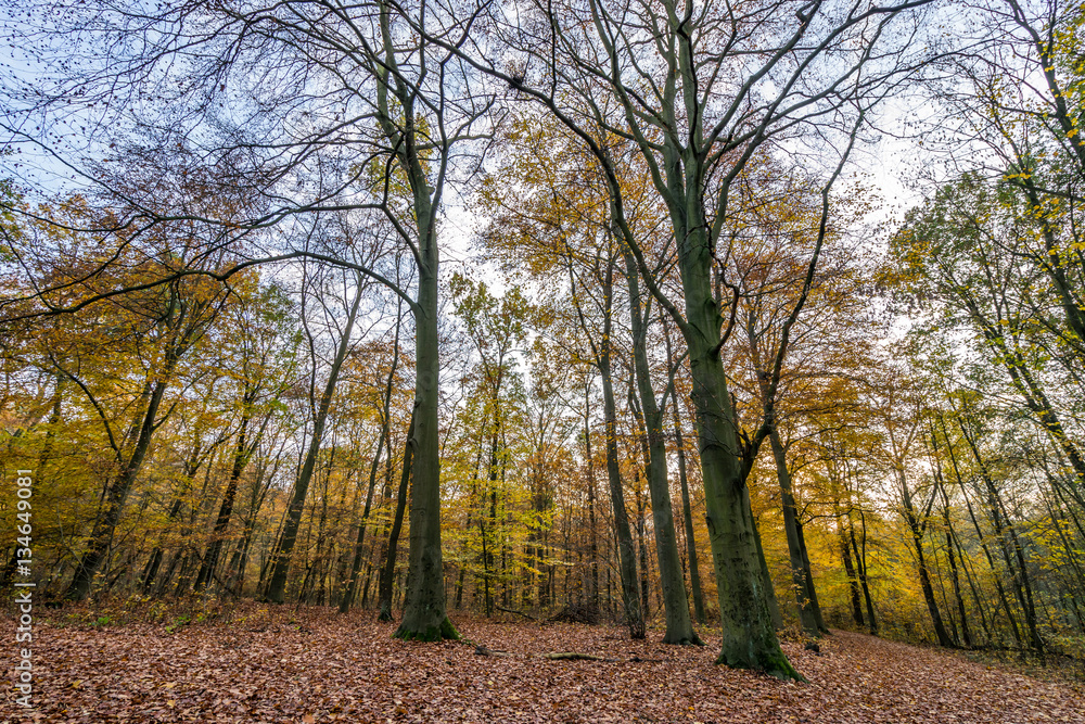 Fototapeta premium sunset in the forest in autumn