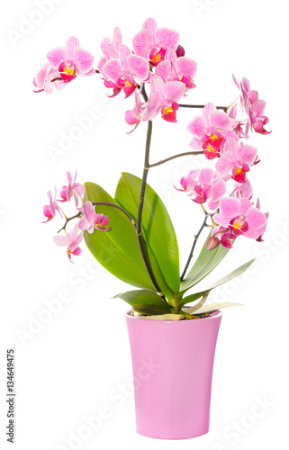 Phalaenopsis orchid in full bloom photo
