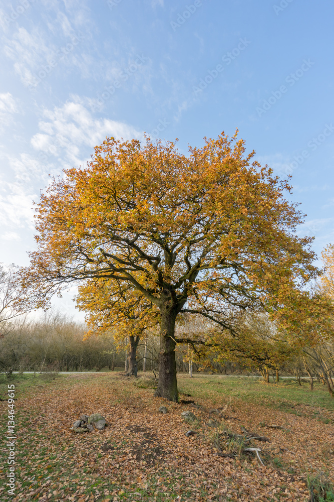 sunset in the forest in autumn