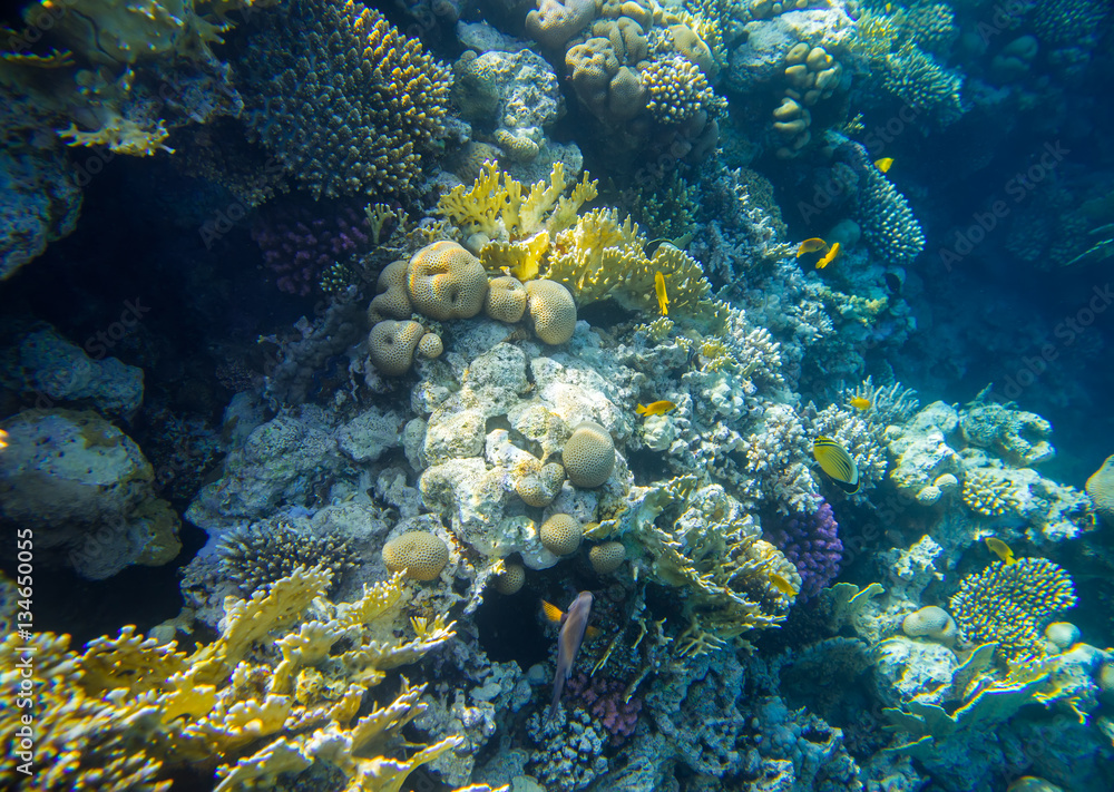 beautiful and diverse coral reef with fish of the red sea in Egypt, shooting under water beautiful and diverse coral reef with fish of the red sea in Egypt, shooting under water