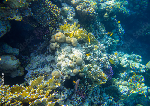 beautiful and diverse coral reef with fish of the red sea in Egypt, shooting under water © badahos