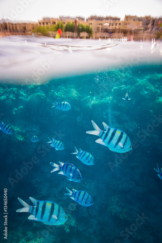 beautiful and diverse coral reef with fish of the red sea in Egypt  shooting under water
