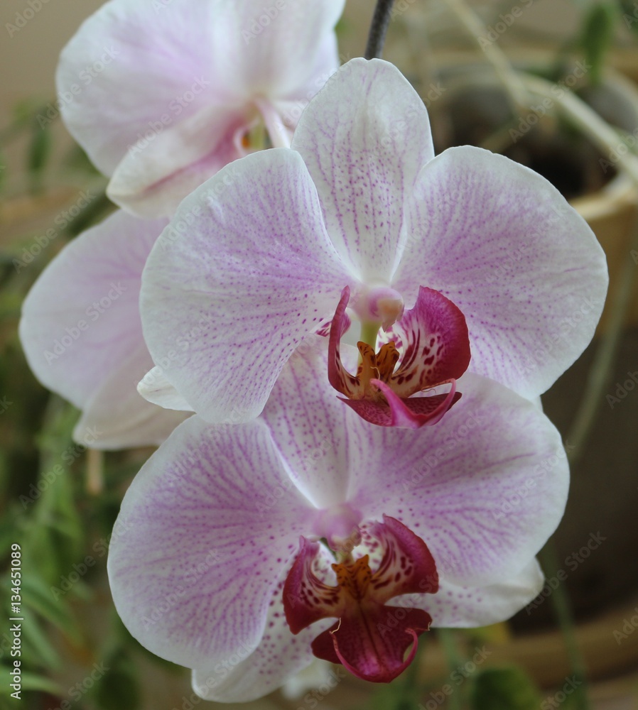 Naklejka premium Orchid