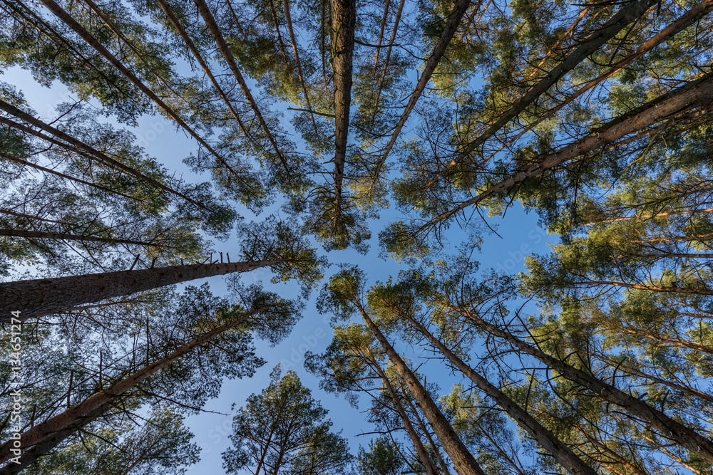 Fototapeta premium Forest covered in snow in winter