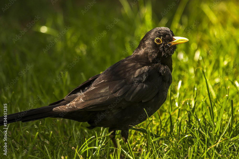 Common Blackbird feeding on a log in a UK garden Common Blackbird feeding on a log in a UK garden
