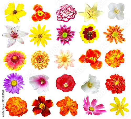 Colorful bright flowers isolated on white background © alenalihacheva