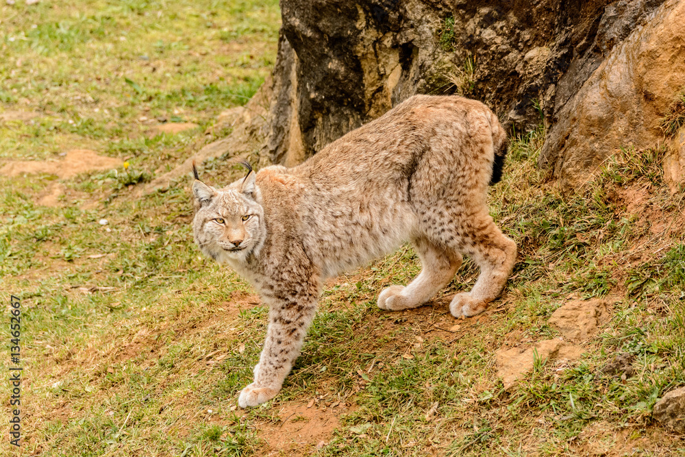 Obraz premium Lynx 3
