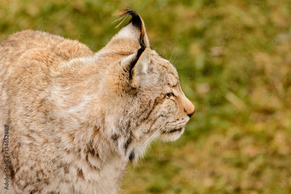 Fototapeta premium Lynx 4