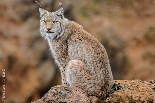 Lynx 1 © Joe McUbed