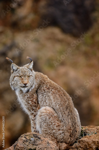 Lynx 2 © Joe McUbed