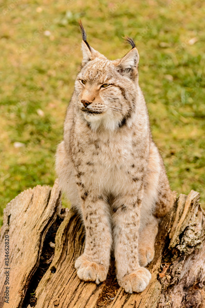 Naklejka premium Lynx 10