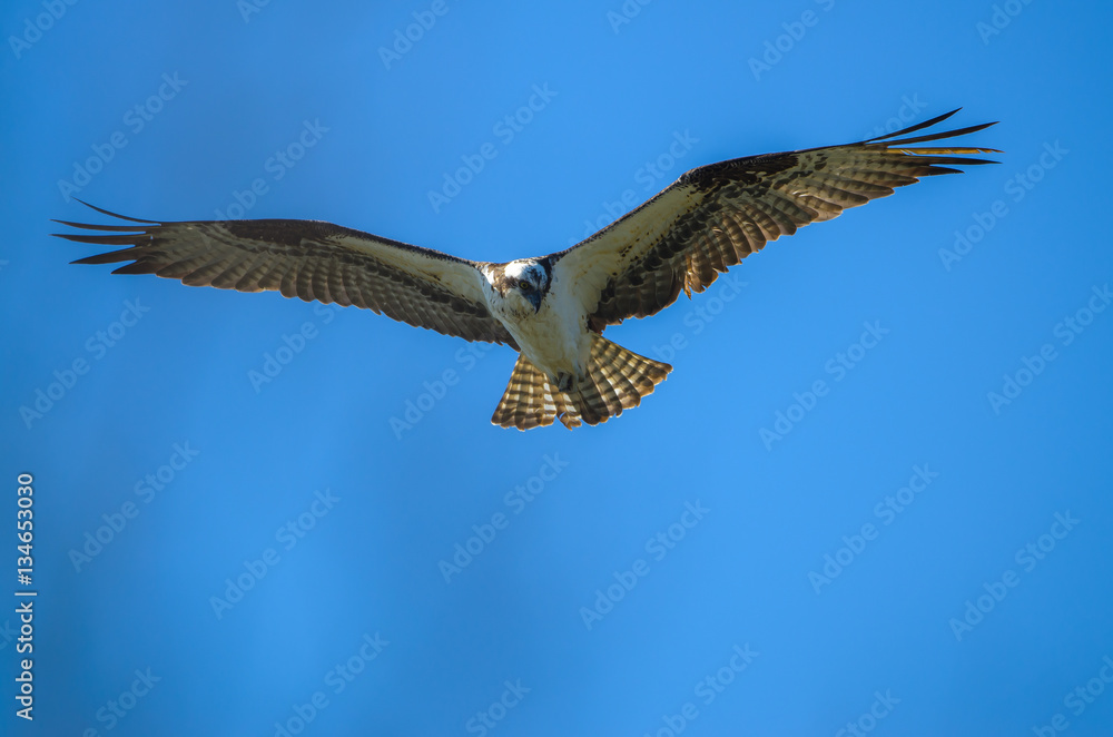 Osprey flying overhead with wings spread wide Osprey flying overhead with wings spread wide