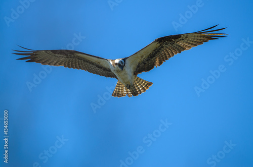 Osprey flying overhead with wings spread wide