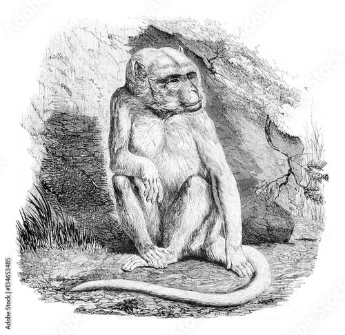 O macaco albino, um menagerie do Museu de História Natural , Ilustração por  ©Morphart #139272878