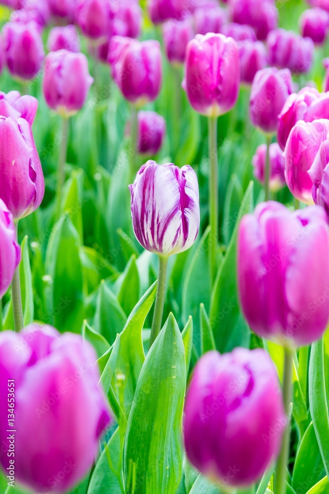 White and violet tulip.