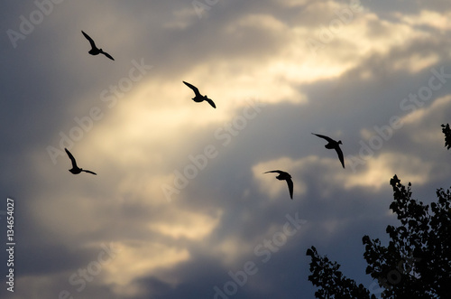 Silhouetted Ducks Flying in the Sunset Sky © rck
