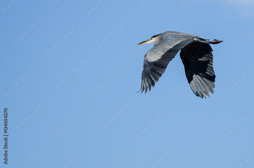 Great Blue Heron Flying in a Blue Sky Great Blue Heron Flying in a Blue Sky