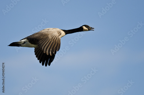 Canada Goose Flying in a Blue Sky