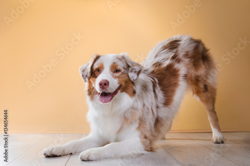 Fototapeta Naklejka Na Ścianę i Meble -  Dog breed Australian Shepherd, Aussie, portrait in the studio