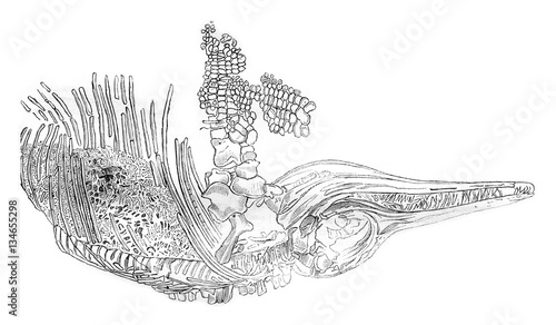 Skeleton of an ichthyosaur, vintage engraving. photo