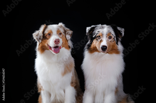 Dog breed Australian Shepherd, Aussie, portrait in the studio