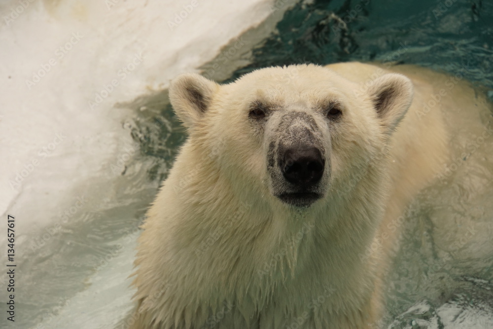 Fototapeta premium ホッキョクグマ
