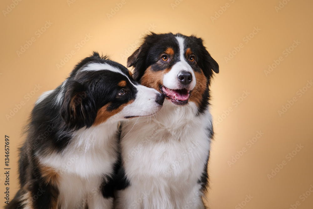 Dogs breed Australian Shepherd, Aussie, portrait in the studio Dogs breed Australian Shepherd, Aussie, portrait in the studio