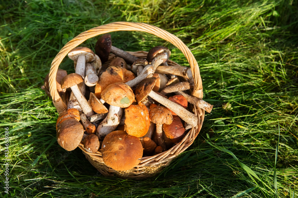 Fresh boletus mushrooms in the basket on green grass Fresh boletus mushrooms in the basket on green grass