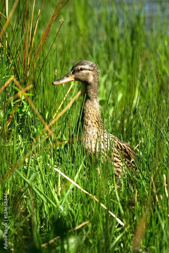 Female mallard duck in long grass Grasmere Female mallard duck in long grass Grasmere