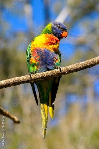 Perched lorikeet in Brisbane Australia