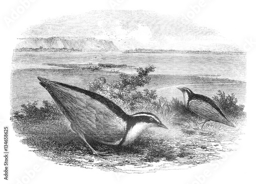 The Trochilus, Charadrius Aegyptus, vintage engraving. photo