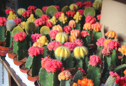 Fototapeta Naklejka Na Ścianę i Meble -  Mix of beautiful cactuses