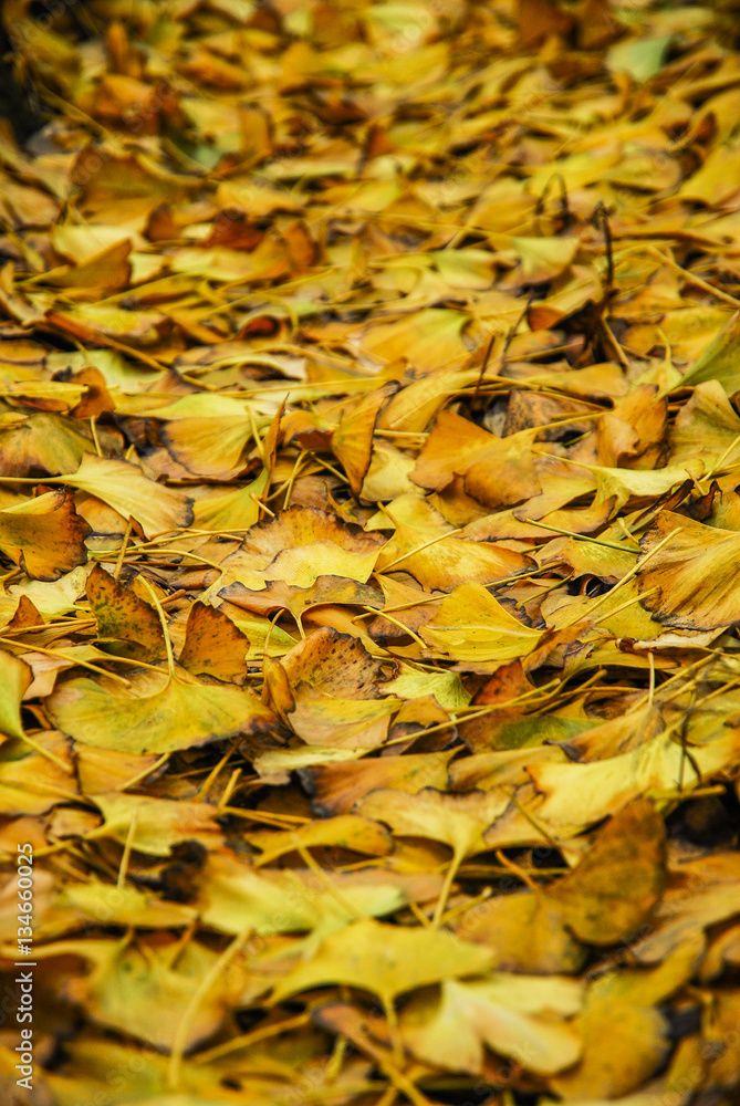 The ginkgo tree leaves closeup in autumn The ginkgo tree leaves closeup in autumn