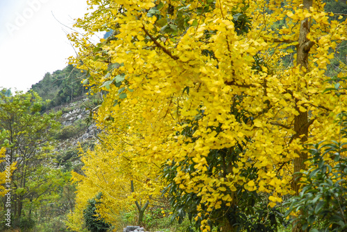 The ginkgo trees scenery in autumn  photo