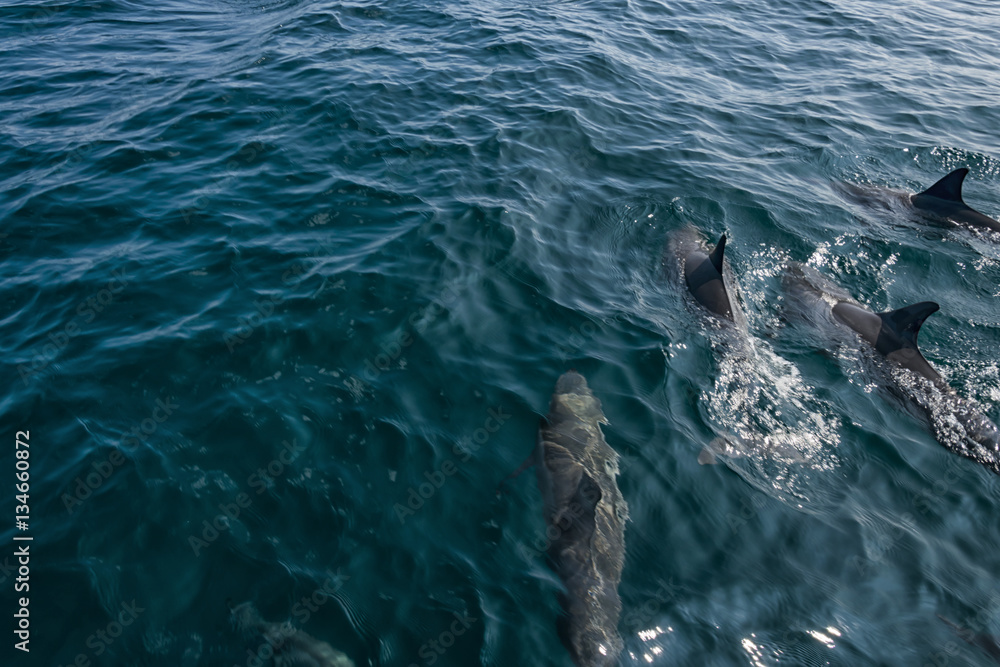 Naklejka premium Group of happy free dolphins.