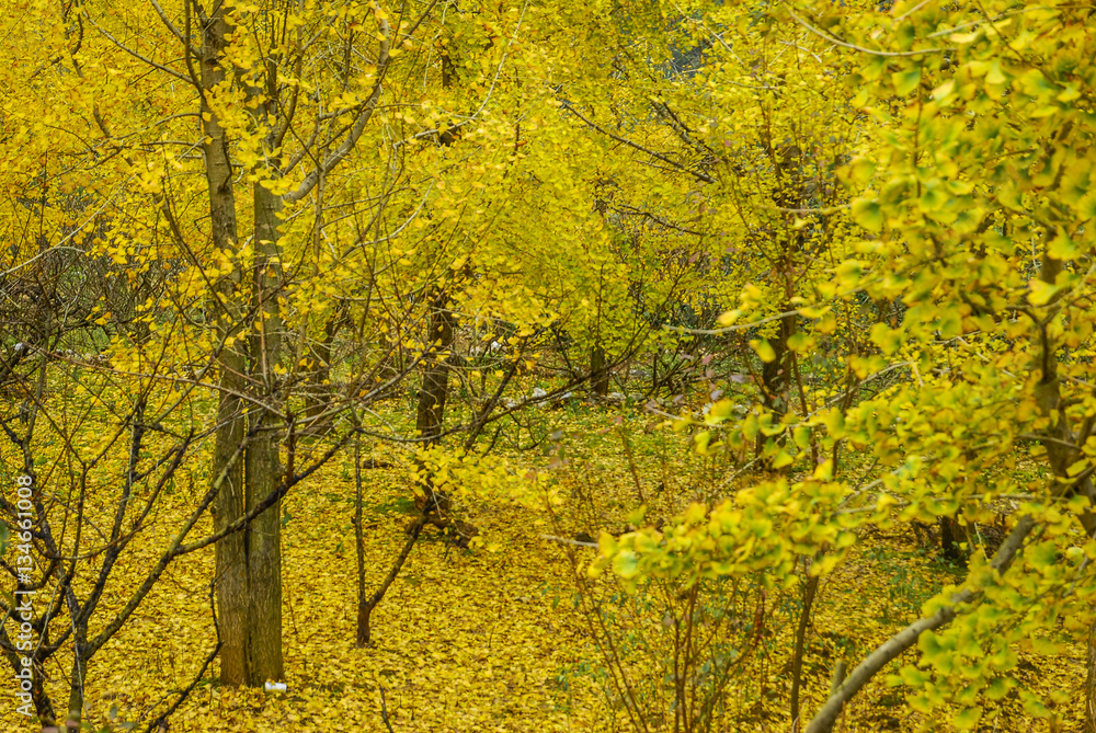 Fototapeta premium The ginkgo trees scenery in autumn