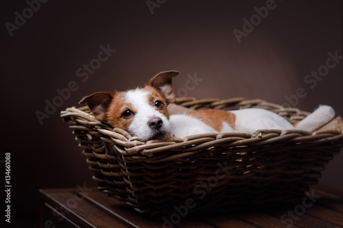 Dog Jack Russell Terrierportrait in the studio