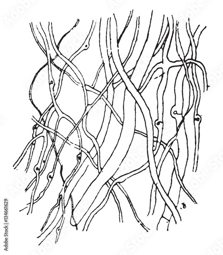 Mycelial filaments of Polyporus vaporarius, vintage engraving.