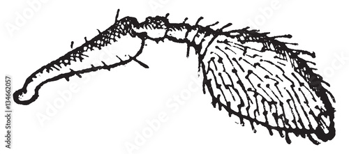 Polygraphus, vintage engraving.