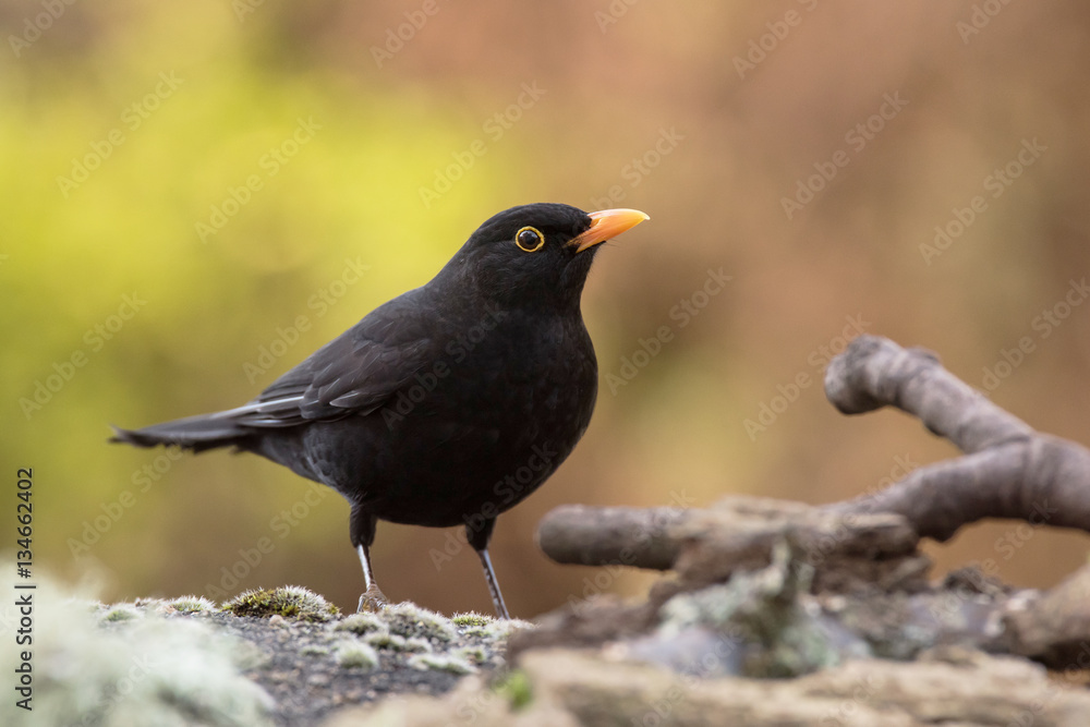 Blackbird, Turdus merula